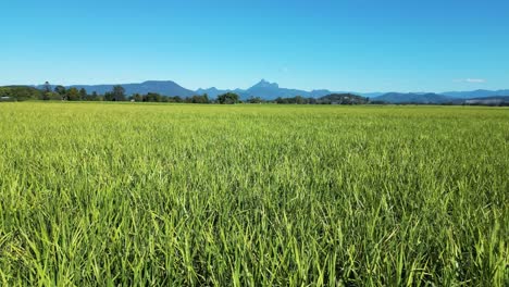 Revealing-cinematic-view-of-an-iconic-Australian-sugar-cane-field-with-the-sacred-indigenous-Wollumbin-in-the-distance