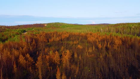 Dry-And-Burnt-Trees-In-The-Forest-After-Devastating-Wildfire-In-Quebec,-Canada