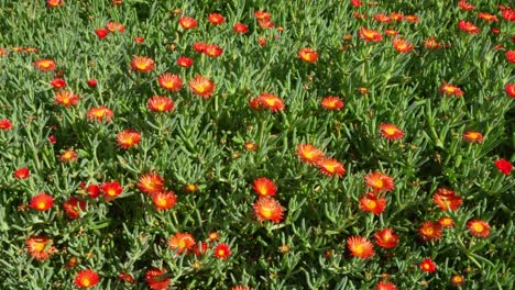 Feld-Der-Blühenden-Roten-Eispflanze-Auf-Teneriffa