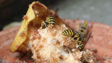 Close-up-video-of-wasps-eating-a-rotting-pear