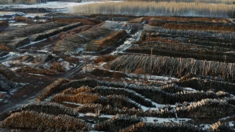 Aerial-view-of-gigantic-stockpiles-of-harvested-trees-from-Canadian-industrial-forestry-business