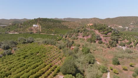 Vineyard-rows-on-hillside-of-pego-do-inferno-algarve-portugal,-aerial-dolly
