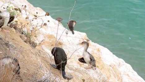 Group-of-Cormorant-perched-on-a-rock-and-resting-next-to-the-sea