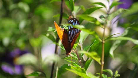 Mating-butterflies-balanced-on-foliage-in-the-sun