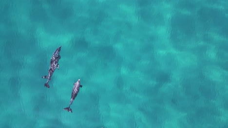 Eine-Gruppe-Delfine-Schwimmt-In-Einer-Symmetrischen-Linie-In-Den-Rahmen-Der-Kamera,-Bevor-Sie-Wieder-Austritt