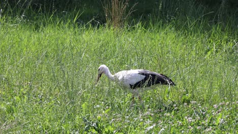 Wild-White-Stork-in-action-hunting-prey-in-grass-field,-sneaking-up-and-attacking-in-slow-motion