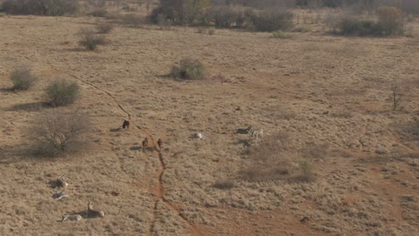 Drone-aerial-of-Zebra's-and-Wildebeest-herds-in-the-wild-on-a-cold-winters-morning