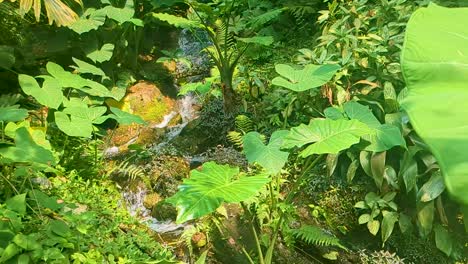 Río-En-Cámara-Lenta-Con-Vida-Vegetal-Exótica-En-La-Selva-Tropical-De-América-Del-Sur