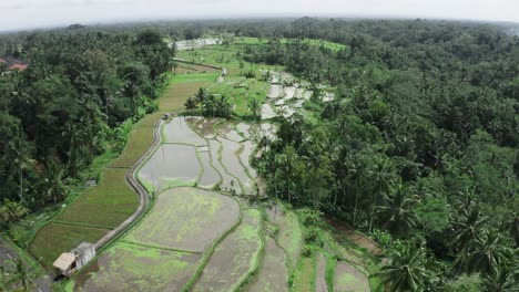 Aerial-view-showing-flooded-plantation-fields-in-tropical-area-of-Bali-Island-during-sunny-and-cloudy-day