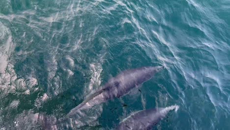 Handnahaufnahme-Mit-Blick-Auf-Zwei-Delfine,-Die-Neben-Einem-Fahrenden-Boot-Im-Offenen-Meer-Vor-Der-Küste-Kaliforniens-Schwimmen