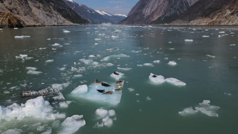 Seals-on-a-melting-iceberg-in-Endicott-Arm-Fjord,-Inside-Passage,-Alaska