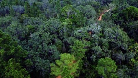 Aerial-following-a-SUV-through-the-tree-tops-on-a-dirt-road-in-Mountain-Pine-Ridge-Forest-Reserve-in-Belize