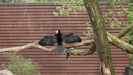 a-cormorant-perches-on-a-branch-with-outstretched-wings-to-dry-them-out