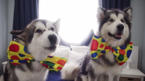 Let’s-pawty-and-raise-the-woof!