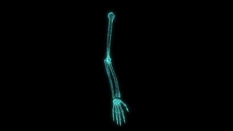 All-64-bones-of-the-human-arm