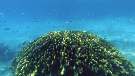 Una-Variedad-De-Peces-Nadando-A-Lo-Largo-De-Un-Arrecife-De-Coral