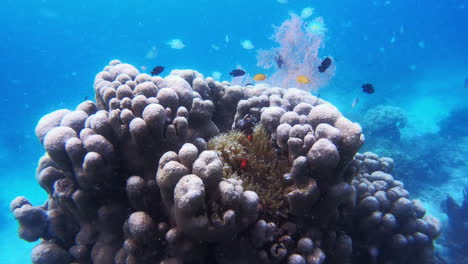 Der-Süßeste-Fisch-Des-Korallenriffs