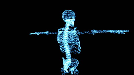There-are-206-bones-in-the-human-body