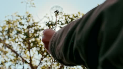Closeup-of-a-person-holding-a-dandelion