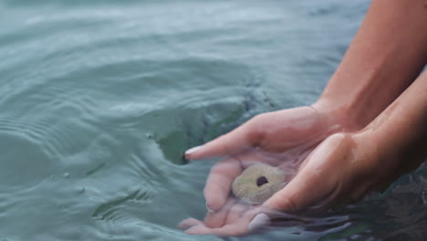 Woman-hands-with-shell-in-water-at-the-sea