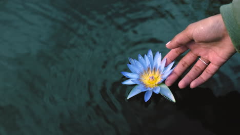 Closeup-of-a-hand-reaching-for-a-flower-floating