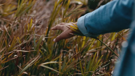 Closeup-of-a-hand-touching-tall-grass
