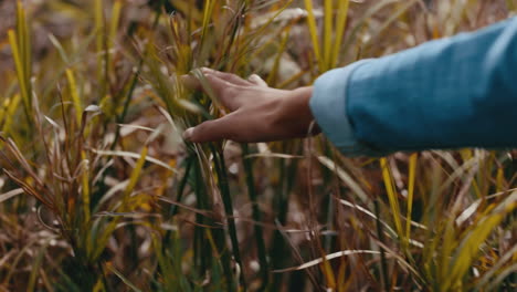 Touch Grass Stock Video Footage for Free Download