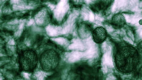 Virus-bacteria-microscope,-science-molecules