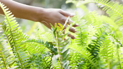 Nature,-hands-and-touching-fern-plant