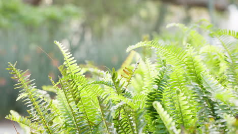 Green-fern,-tropical-and-natural-forest