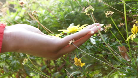 Gelbe-Gänseblümchen-Blumenpflanze-In-Frauenhand