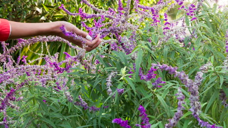 Hands,-lavender-flowers-and-nature-garden-for-zen