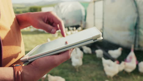Ein-Digitales-Tablet,-Hühnerzüchter