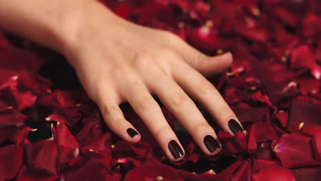 Woman,-manicure-hands-or-petals-from-red-rose