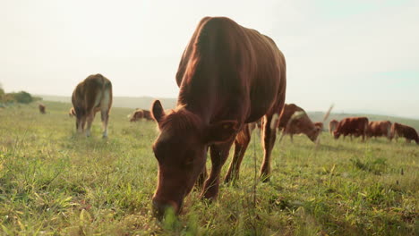 Kuh,-Feld-Und-Vieh-Fressen-Gras-Auf-Dem-Land