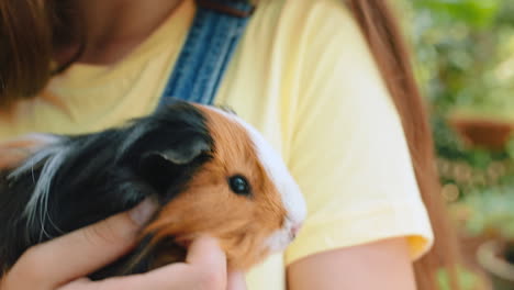 Guinea-pig,-pet-and-girl-at-zoo