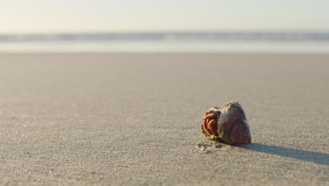 Hintergrund,-Strand-Und-Krabbe-In-Der-Muschel-Auf-Sand