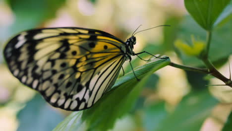 Schönheit,-Frieden-Und-Schmetterling-Auf-Naturblatt