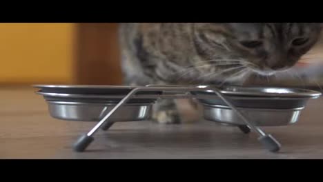 A-female-cat-coming-up-to-the-dish-and-starting-to-eat-dry-food-from-metal-dish.-Man's-hand-giving-metal-dish-with-food-and-water