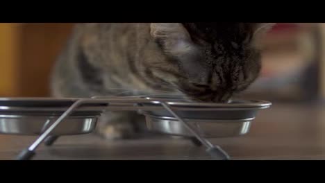 Eine-Katze-Nimmt-Trockenfutter-Aus-Einer-Metallschale.-Metallschale-Mit-Essen-Und-Wasser.-Zeitlupenaufnahme