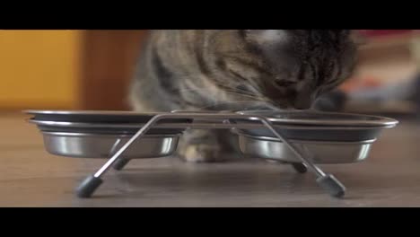 A-female-cat-taking-dry-food-from-metal-dish.-Metal-dish-with-food-and-water.-shot-in-4k