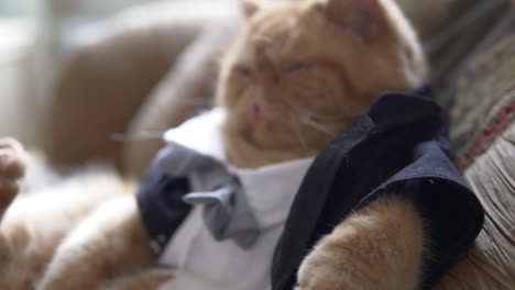 Persian-cat-in-the-suit-with-bow-tie-and-jacket-sits-on-sofa-like-a-boss