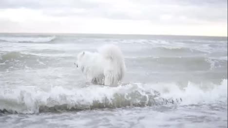 Cute-samoyed-dog-is-playing-with-waves-in-the-ocean-or-sea.-Slow-Motion-shot
