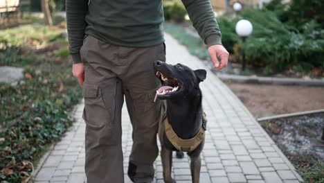 Cropped-view-a-man-walks-by-house-yard-with-service-dog-in-military-protective-collar