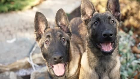 Portrait-of-mixed-breed-German-Shepherd-dogs