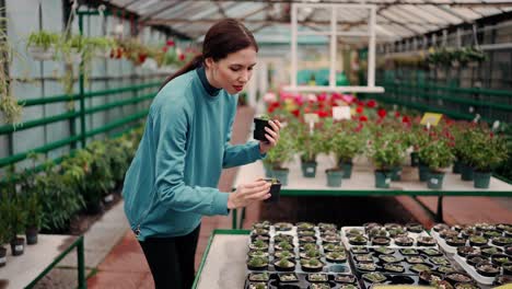 Woman-chooses-succulents-in-a-pot-in-a-greenhouse