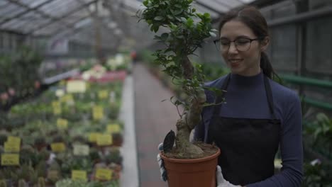 Young-female-florist-in-apron-walking-among-rows-of-flowers-in-greenhouse,-arranging-big-pot-with-decorative-tree