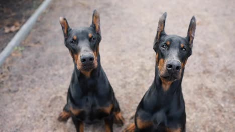 Portrait-of-two-Doberman-dogs-outdoors-looking-to-the-camera