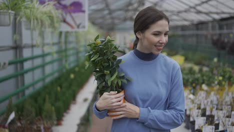 Woman-carrying-pot-with-a-small-lemon-tree-in-greenhouse