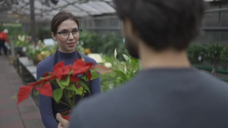 Over-shoulder:-a-man-holding-two-plants-in-pot-with-red-flowers-and-talking-to-young-female-gardener-in-greenhouse